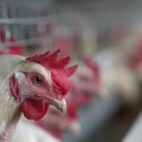 Chickens.b