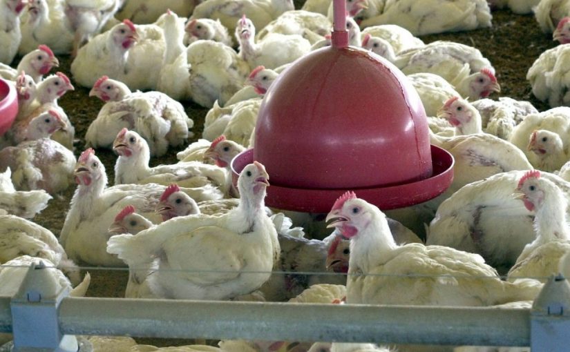 Chickm.aim_