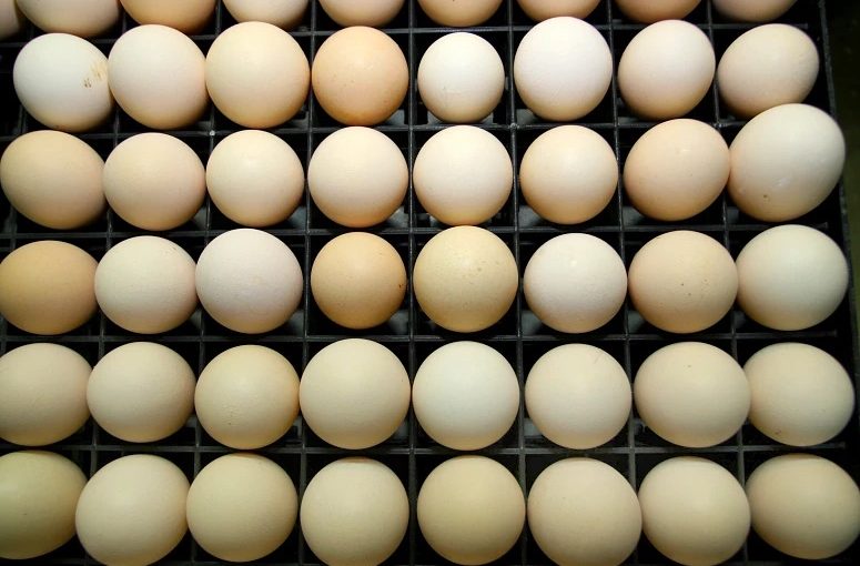 Eggs.lusa_
