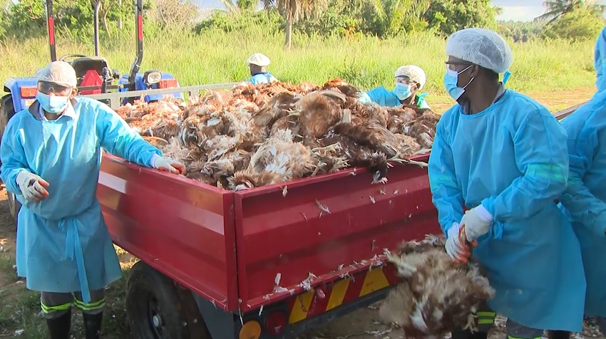 Mozambique: Inhambane slaughters 35,000 laying hens due to avian influenza - AIM | Watch