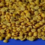 Pigeonpeas.f