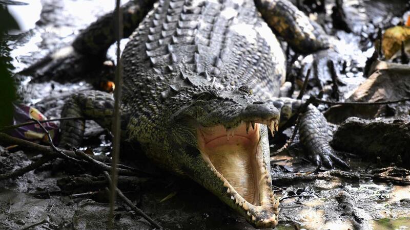 Crocodilo