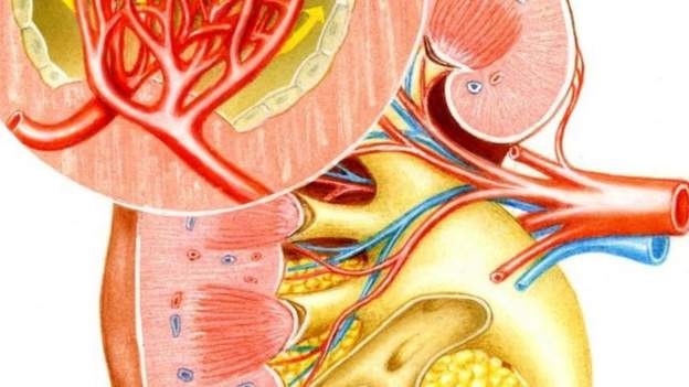 Renal.b