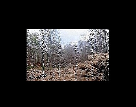 Logggerscdchiure.govt_