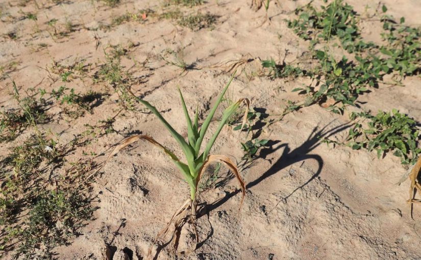Zimdrought.r