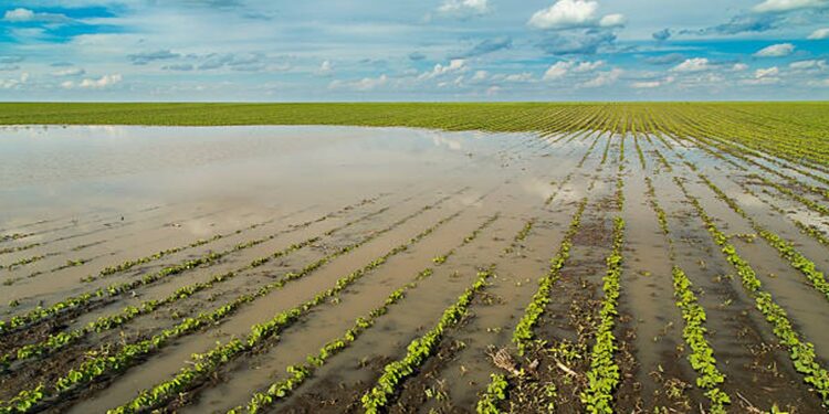 AfDB-safeguarding-livelihoods-of-people-affected-by-floods-in-Mozambique-750x375