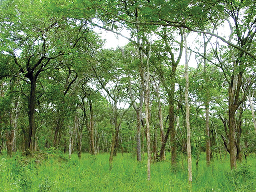 Fig-1-Mature-closed-woodland-DSC00083
