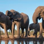 Skynews-elephant-botswana_6496632