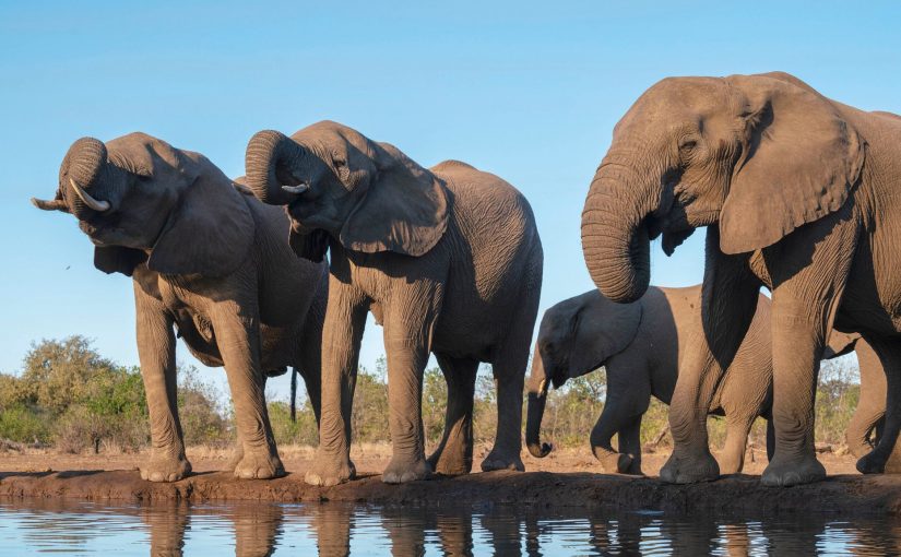 Skynews-elephant-botswana_6496632
