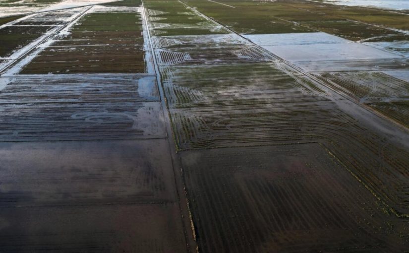 Brazilrice.afp_
