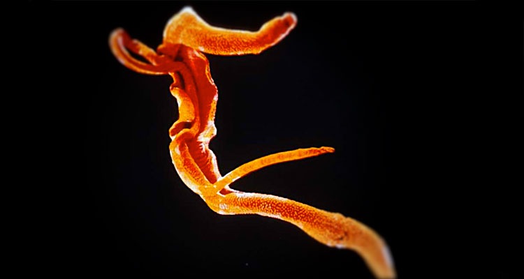 Disease.folha8_
