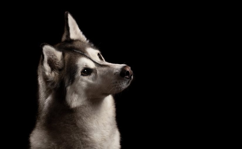 Dogs.st_