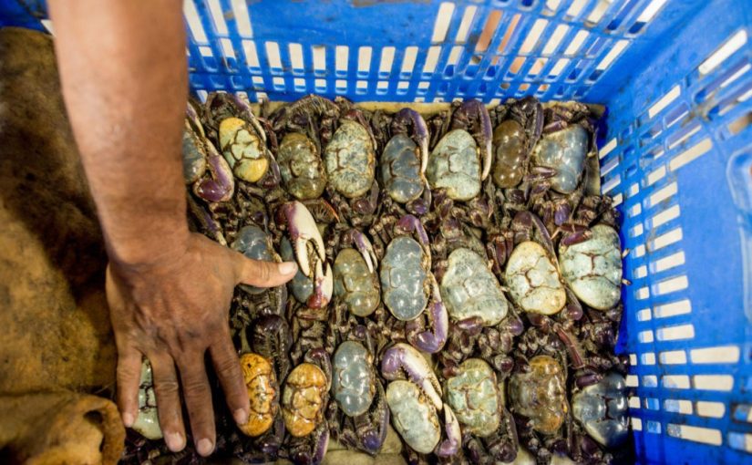 Mangrovecrab.not_