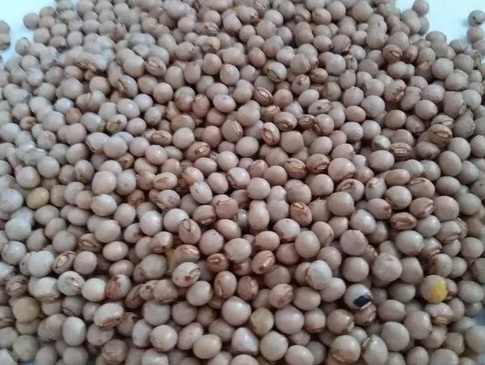 Pigeonpeas.file_