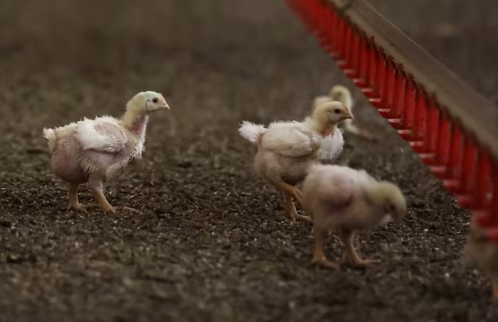 Chicks.r