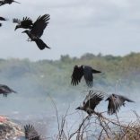 Crowss.b