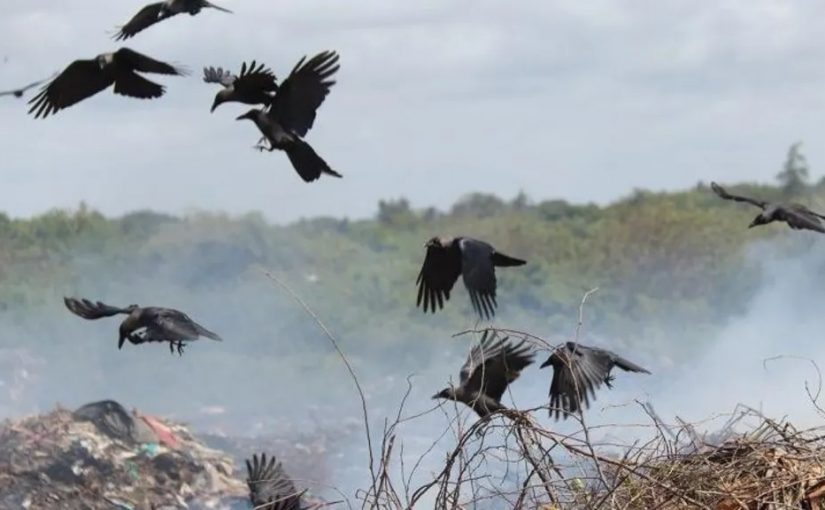 Crowss.b