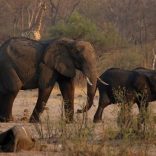 Elephants.nam_.r