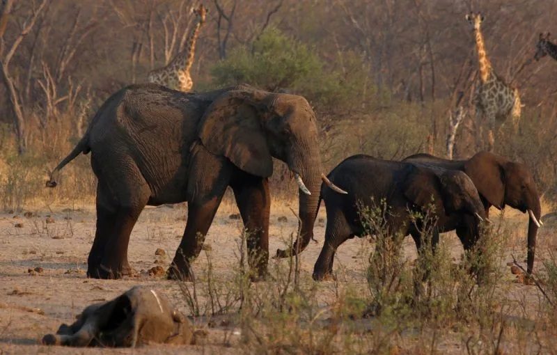 Elephants.nam_.r
