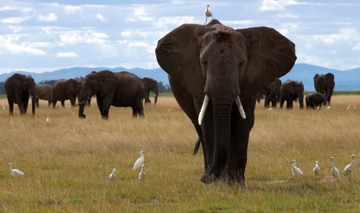 Elephantstz.r