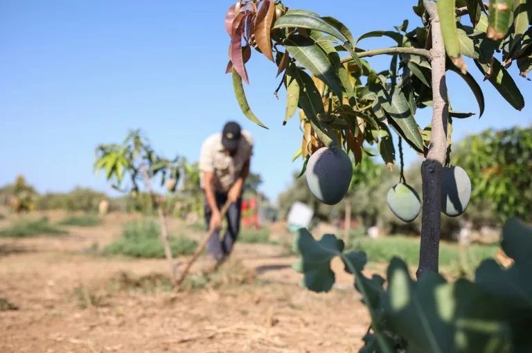Greecefarm.afp_
