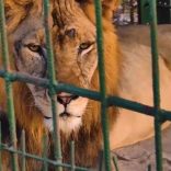 Lions.b