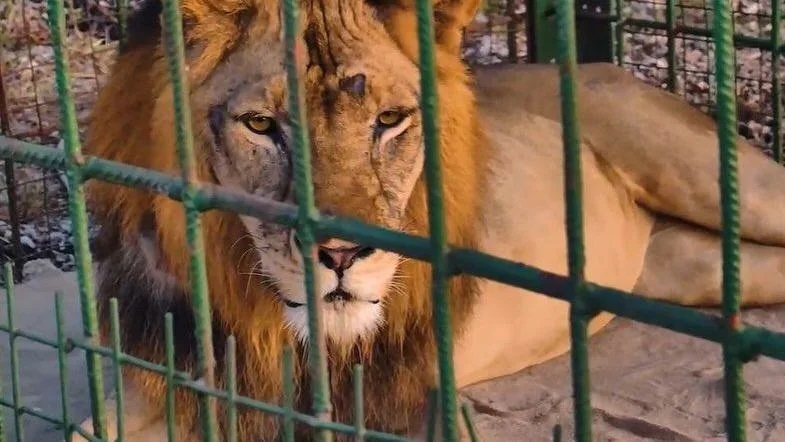 Lions.b