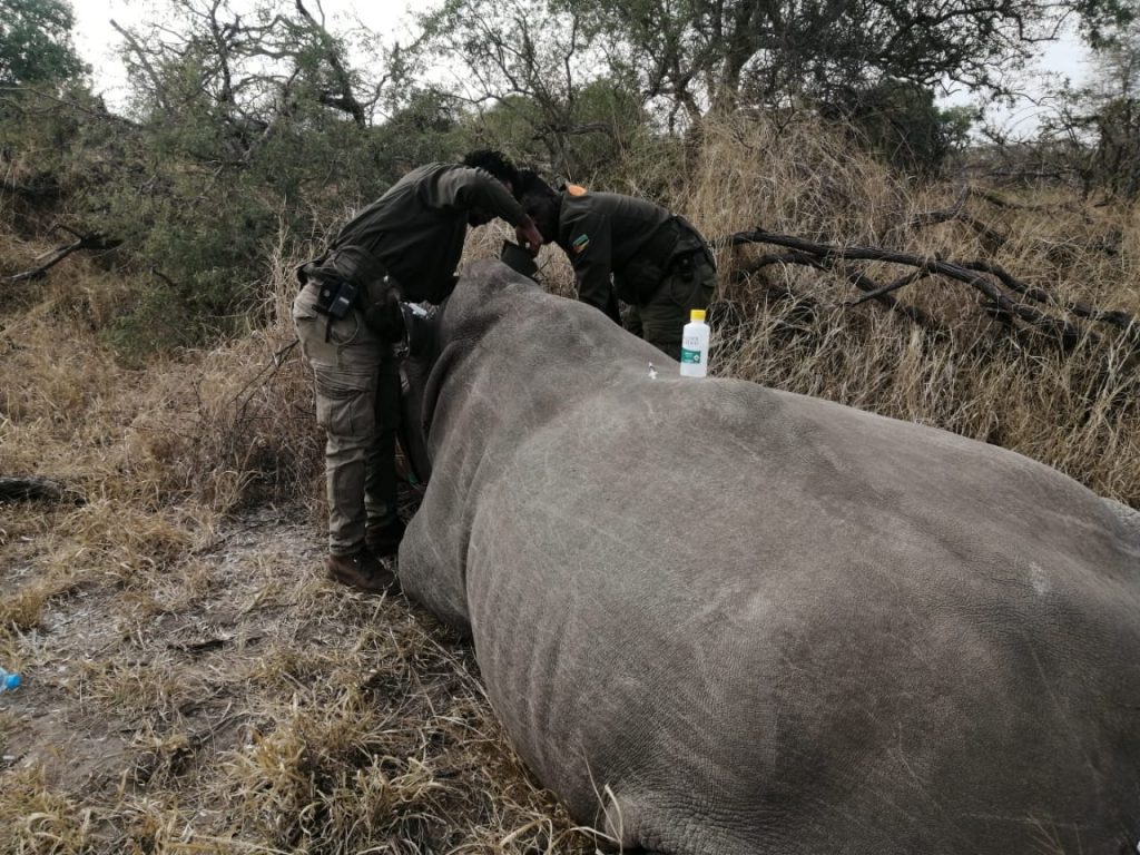 Rhinodehorning.mwa_