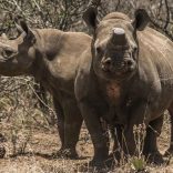 Rhinos.afp_