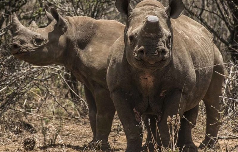 Rhinos.afp_