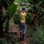 Bananamalawi.file_.afp_
