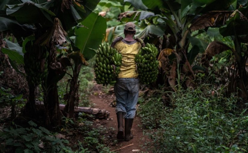 Bananamalawi.file_.afp_