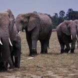 Elephantszim.afp_