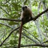 Monkey.file_