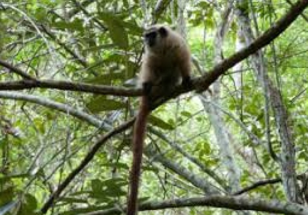 Monkey.file_