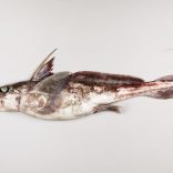 Spookfish.afp_