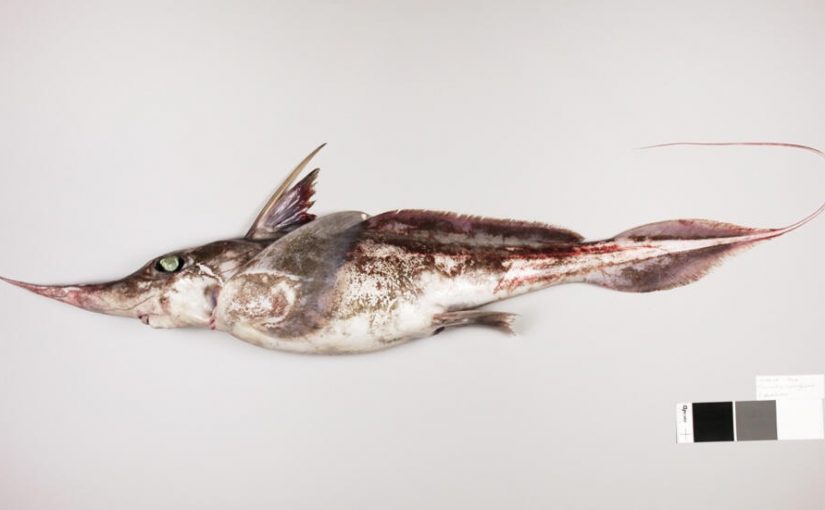 Spookfish.afp_