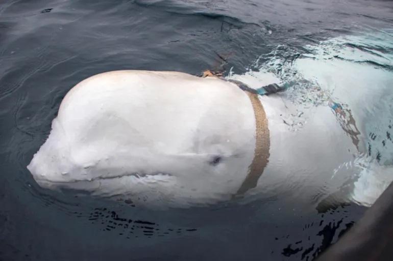 Spywhale.r