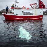 Spywhalehy.r