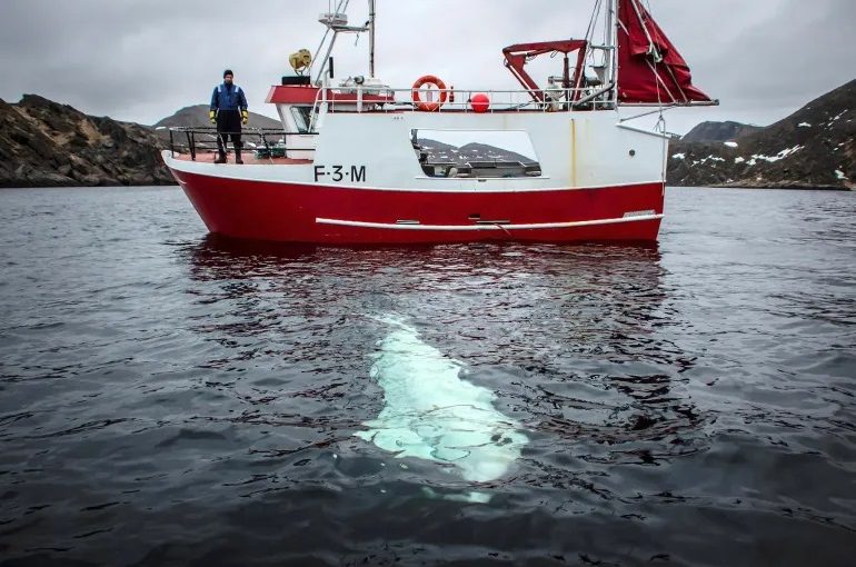 Spywhalehy.r
