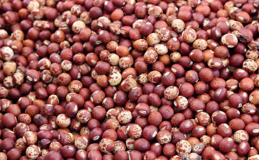 Boerbeans.mznews