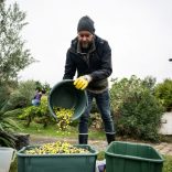 Olivetrees.r