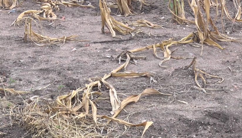 Drought.tvm_