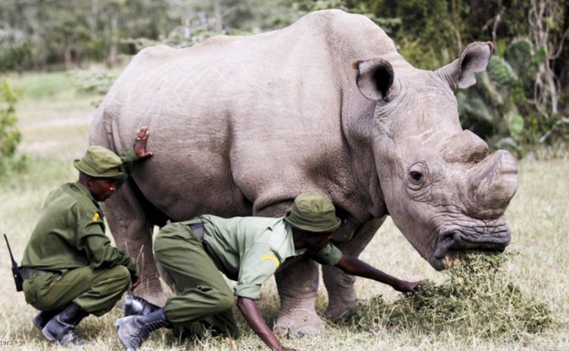 0001174428_resized_whiterhinokenyawildlifereuters1022