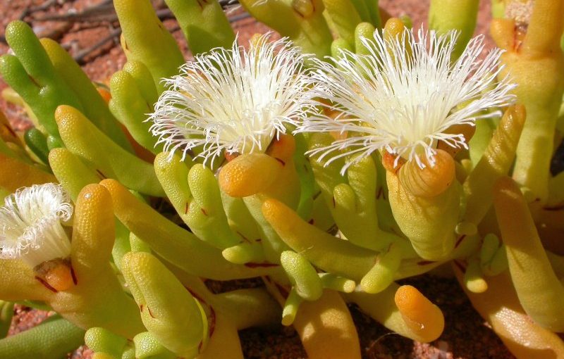 Mesembryanthemum_hypertrophicum_Soebats_village_2004_DSCN7288