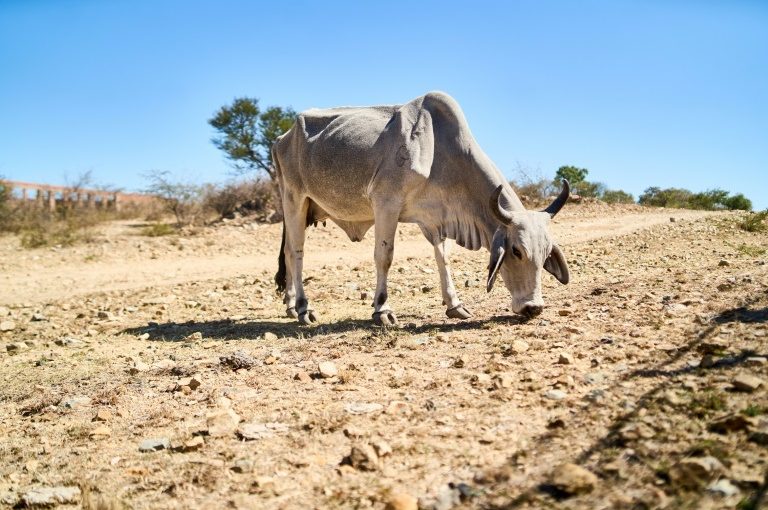 Droughtsouthernaf.afp_