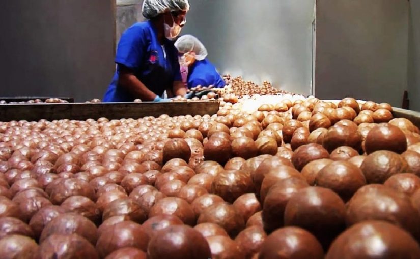 Macadamia-1170x658