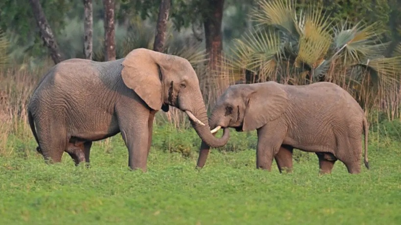 Gorongosalan.gorongosa