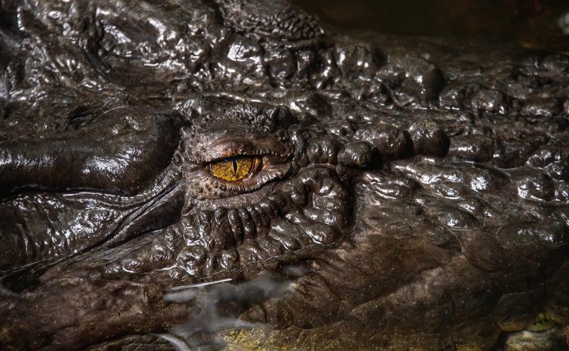 Crocs.lusa_