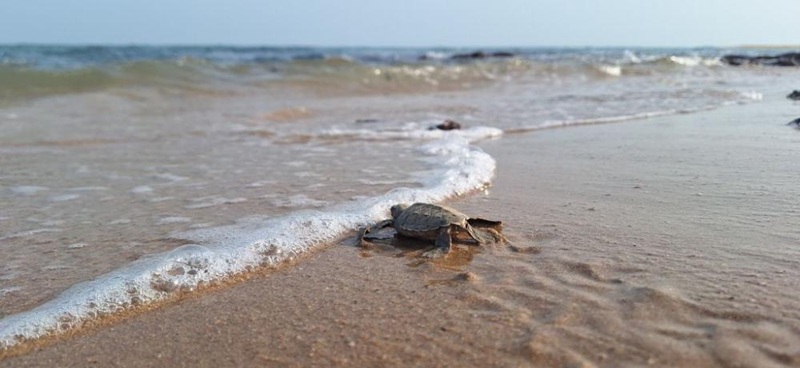 Turtles.moz_